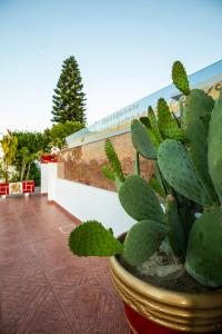 A garden outside Margarita luxury apartment 1
