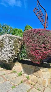 dos arbustos cubiertos de flores rosas con una señal en Hotel A Forxa Cafetería Restaurante, en Carballeira