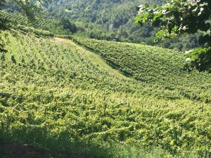 a field of soybean crops on a hillside at Cascina Bertolotto Wine Resort in Spigno Monferrato