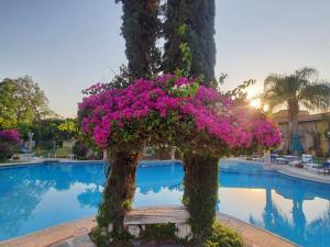 Une bande de fleurs roses sur un banc à côté d'un arbre dans l'établissement Gran Hotel Hacienda De La Noria, à Aguascalientes