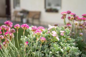 Vonkajšia záhrada v ubytovaní Ferienwohnung Casa Flora