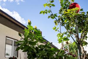 Vonkajšia záhrada v ubytovaní Ferienwohnung Casa Flora