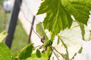 Vonkajšia záhrada v ubytovaní Ferienwohnung Casa Flora