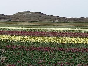 a field of flowers with a hill in the background at B&B kamers en meer Het Spookhuis in Den Hoorn
