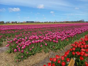 un champ de tulipes roses et rouges dans un champ dans l'établissement B&B kamers en meer Het Spookhuis, à Den Hoorn