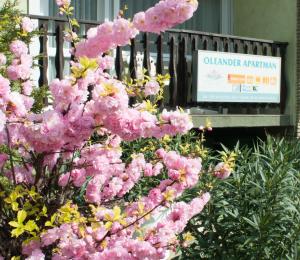 Vonkajšia záhrada v ubytovaní Oleander Apartman