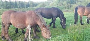 Foto dalla galleria di Apartament pod lasem a Bandrów Narodowy