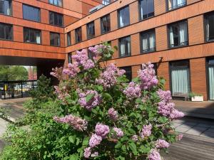 a bush of purple flowers in front of a building at Studio-apartment in city-center in Amsterdam +4 photos