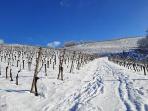 Ferienwohnung am Weinberg v zimě