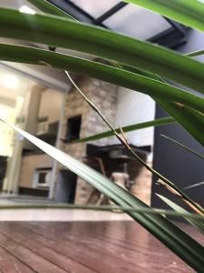 a close up of a plant in front of a house at Casa Enseada/Prainha/Praia Grande in São Francisco do Sul