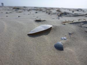 a shell in the sand on a beach at Hotel Cafe Restaurant "De Klok" in Buren