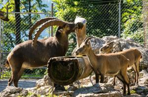 Fotografie z fotogalerie ubytování 2 Zimmerwohnung Homestay Brienz Spanischgässli v destinaci Brienz