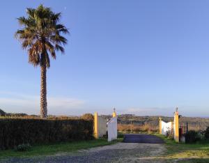 een palmboom en een wit hek en een oprit bij Apartamentos na Quinta Altavista do Carvalhal in Zambujeira do Mar