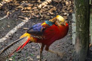 Zvířata v penzionu – hostince nebo okolí + 2 fotografie