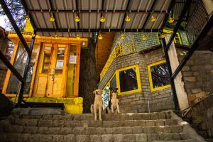 two dogs standing on stairs in front of a house at The Hosteller Manali in Manāli