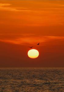 two birds flying over the ocean at sunset at B&B Tor Di Lupo in Mattinata