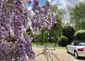 a tree covered in purple flowers next to a car at Navy & Co in Houesville