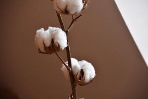 a branch with cotton balls on it at Les Rougemonts Coton in Champguyon