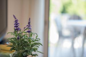 Vonkajšia záhrada v ubytovaní Apartments Ana S