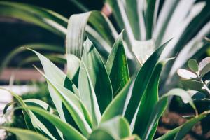 Um jardim em Coogee Bay Boutique Hotel