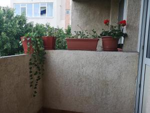 コンスタンツァにあるApartament Ancaの窓枠に座る鉢植え