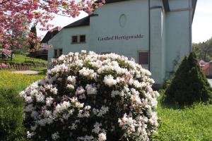 Zahrada ubytování Gasthof Hertigswalde