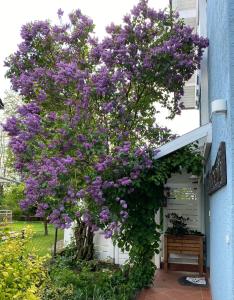 un árbol de flores púrpura al lado de una casa en Blaues Haus, en Niederdorfelden