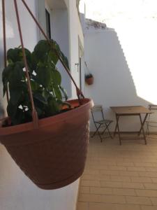 a plant in a pot on the side of a wall at Casa da Madrinha in Vila do Bispo