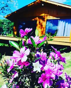a bunch of purple and white flowers in front of a house at Recanto Della Mata in Venda Nova do Imigrante