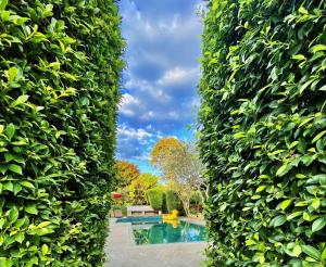 a hedge with a swimming pool in the background at Family House Zen Boutique Resort in Pai