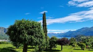 a tree in a field with mountains in the background at B&B I LAKE IT BELLAGIO in Bellagio
