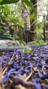 a pile of purple flowers on the ground at Sadeem Village & Chalet in Al Shafa