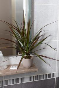 a potted plant sitting on a shelf in a bathroom at Logis-Hôtel LE CARNOT in Bolbec