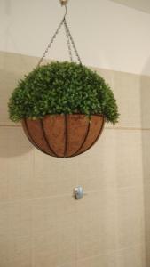 um vaso de plantas pendurado numa parede em Chrisambelos Apartments em Istro