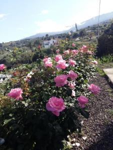 A garden outside Vivienda vacacional La Graja