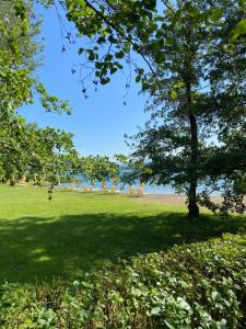 un parco con un albero e una spiaggia con sedie di Ritratto sul Lago B&B a Dormelletto