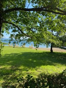 a tree in a park with a beach in the background at Ritratto sul Lago B&B in Dormelletto