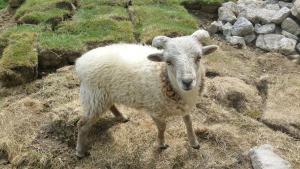 Les Châtelliers-ChâteaumurにあるLe Logis Du Prieureのギャラリーの写真