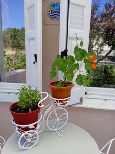 two potted plants sitting on a table in front of a window at Andros Lighthouse Apartments in Mesariá