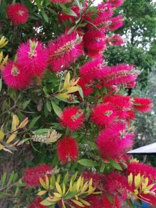 a bunch of pink flowers on a tree at La Locanda Di Giada e Giorgia in Pisa