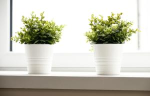 due piante in vasi bianchi seduti su un davanzale di McCaig's Way a Oban