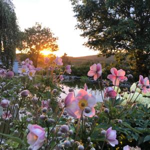 a field of flowers with the sunset in the background at dashausderfloristin in Noertrange