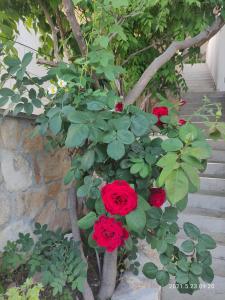 ein Büschen roter Rosen neben einem Baum in der Unterkunft Sonja in Pisak