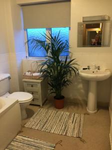 a bathroom with a sink and a toilet and a plant at Character Cottage With Secluded Courtyard Garden in Chesterfield