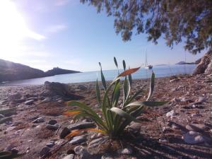 a plant on a rocky beach near the water at House by the sea in Kithnos