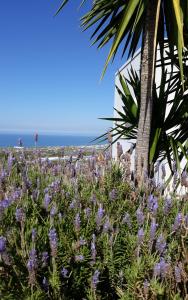 un champ de fleurs violettes à côté d'un palmier dans l'établissement ALKYONI - Stavi's Guesthouse, à Míloi