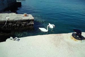 dos cisnes blancos en el agua cerca de un muelle en Una's House of Joy, en Isla Krapanj