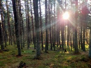 a forest with the sun shining through the trees at Ardvonie House in Kingussie