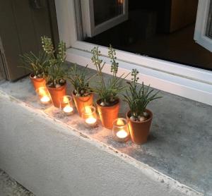 un groupe de plantes en pot assise sur un rebord de fenêtre avec des bougies dans l'établissement Chez Marie, à Maillane