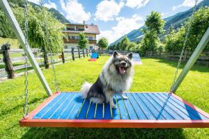 Domácí mazlíčci ubytovaní s hosty v ubytování Hotel Sonja